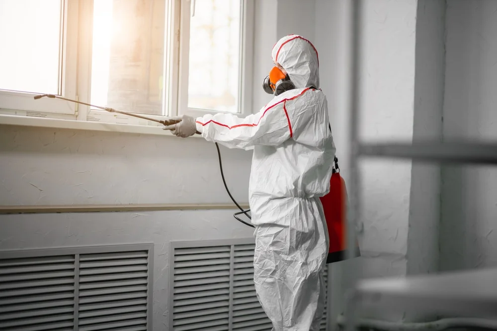 Professional mold remediation services in Sloan, NV